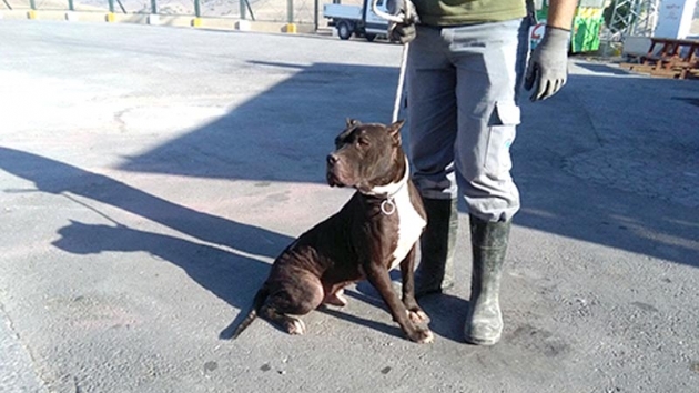 Kayseri'de 'tehlikeli rk' kpek besleyenlere ceza