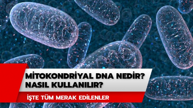 Mitokondriyal DNA nedir, nasl kullanlr? Mitokondri nakli nedir? 