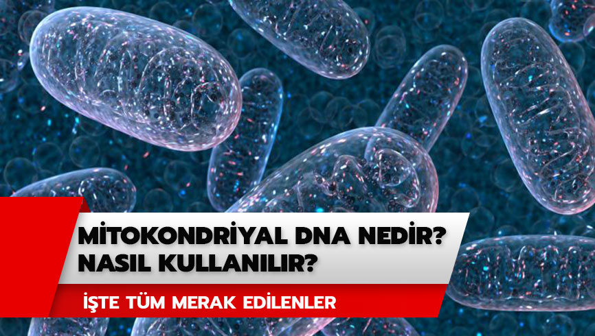 Mitokondriyal DNA nedir, nas�l kullan�l�r? Mitokondri nakli nedir? 