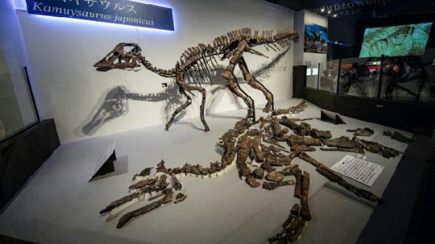 Japonya'da yeni bir tr dinozor fosili bulundu