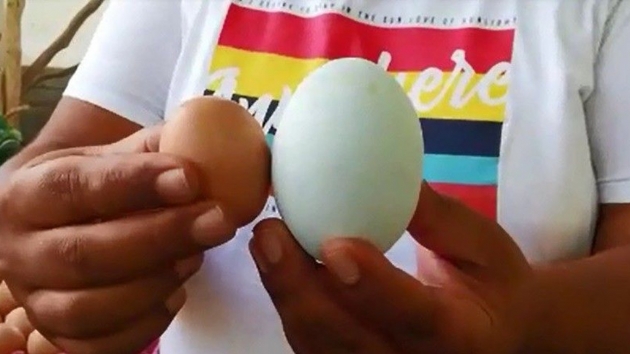156 gramlk yumurta artyor