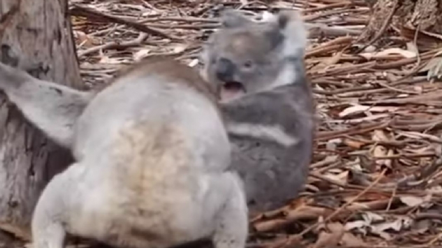 Koalalarn lgn kavgas byle grntlendi
