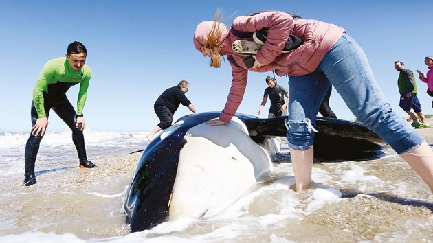 Katil balinalar kirli denizden kayor