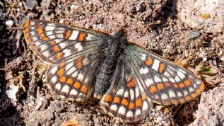 'Kuzeyli Nazuum' 50 yl sonra yeniden grntlendi