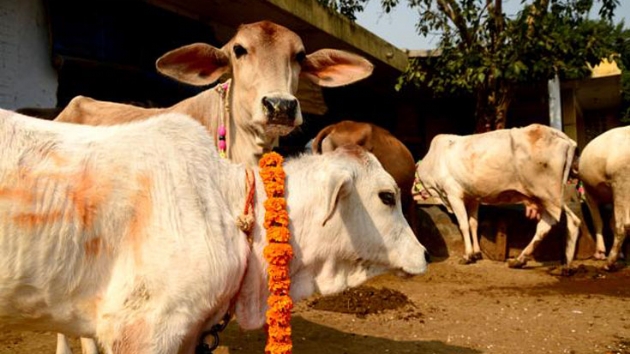Hindistan'da inek kestii iddia edilen kii lin edildi       