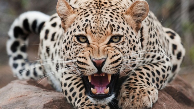Hindistan'da leopar saldrlar: ki ocuk hayatn kaybetti