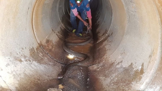 Tayland'da 4 metrelik kral kobra ylan kanalizasyondan karld