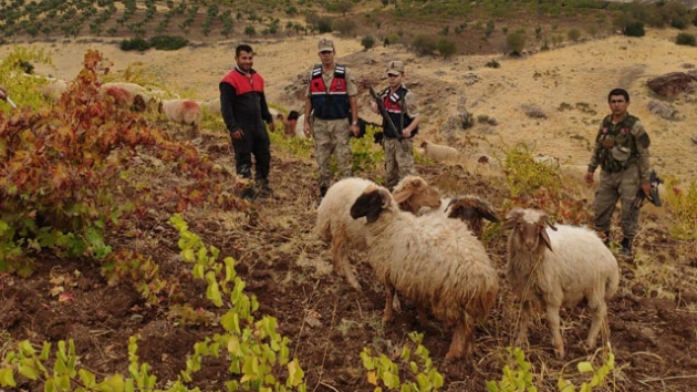 Kilis'te ahrdan kaan koyunlar jandarma drone ile buldu       