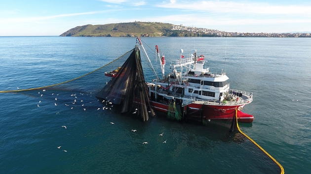 Karadeniz'de hamsi bolluu: Kilosu 5 TL'ye geriledi