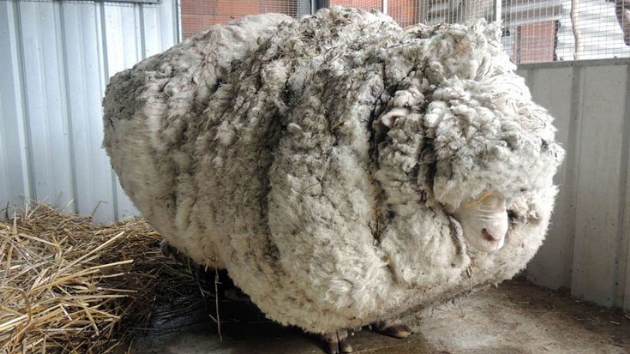 Avustralya'da yllardr krklmayan ynleriyle nam salan Avustralyal merinos koyunu