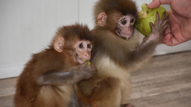Habur Snr Kaps'nda yakalanan rmcek maymunlar koruma altna alnd