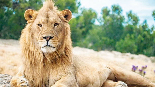 Sihirli iksir iin aslanlarn penelerini kestiler