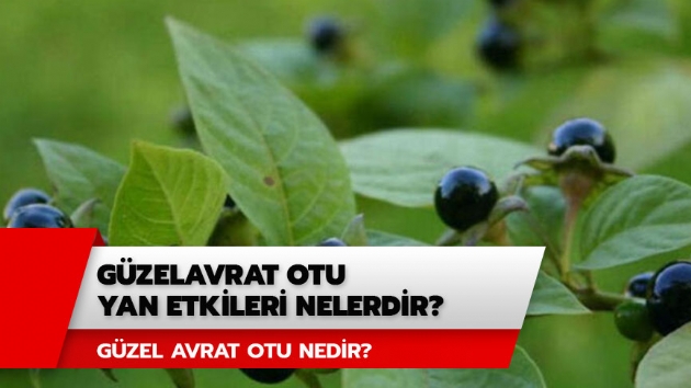 Gzelavrat otu yan etkileri nelerdir? Gzel avrat otu nedir? 