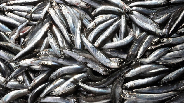 Bat Karadeniz'de hamsi bolluu yzleri gldrd