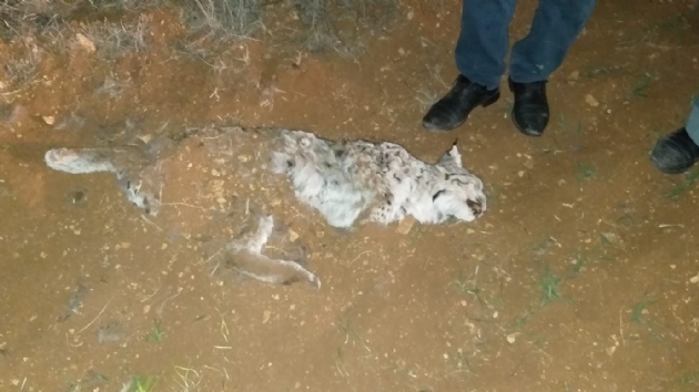 Kahramanmara'ta av tfeiyle ldrlm vaak bulundu