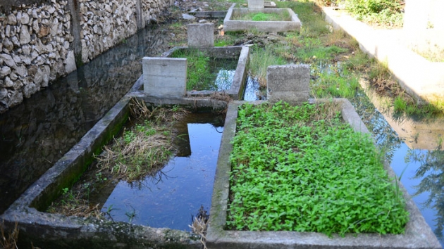 Yer: Adana... Mezarlar kanalizasyon suyu altnda kald
