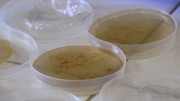 Bilim insanlar 'yenilebilir tabaklar' retti