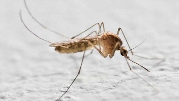 Tekirdadaki lmn ardndan nemli uyarlar! 5 bin sivrisinek incelendi