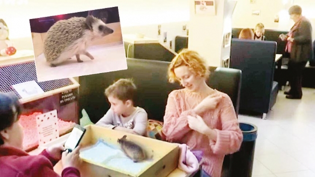 Bu kafede mekan sahibi kirpiler