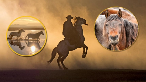 Ylk atlar Hrmeti Sazln kurtaracak