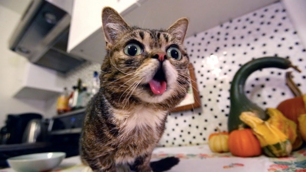 Milyonlarca takipisi olan internet fenomeni kedi Lil Bub ld 