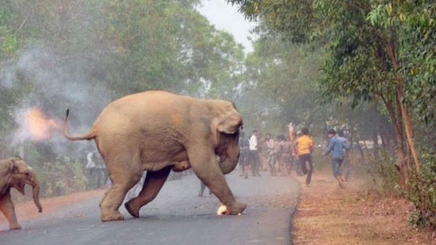 Hindistan'da filin saldrd yal adam hayatn kaybetti.