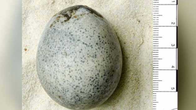 Arkeologlar yanllkla bin 700 yllk yumurtalar krd