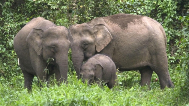 Malezya'da nesli tkenmekte olan bir fil l bulundu