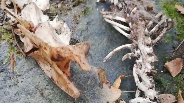  Trabzon'da 1,5 metre uzunluunda, 2 ayakl hayvan iskeleti bulundu 
