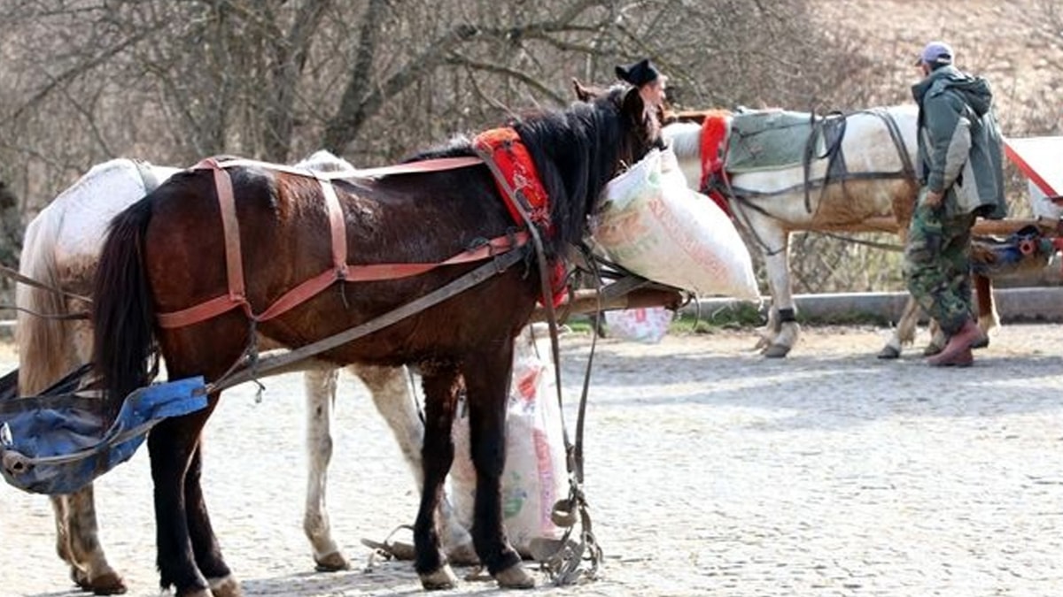 Bolu'daki atlara 'ruam' karantinas