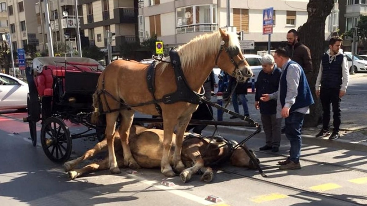  Hayvanseverlerin fayton protestosu BB karsndaki parkta sryor