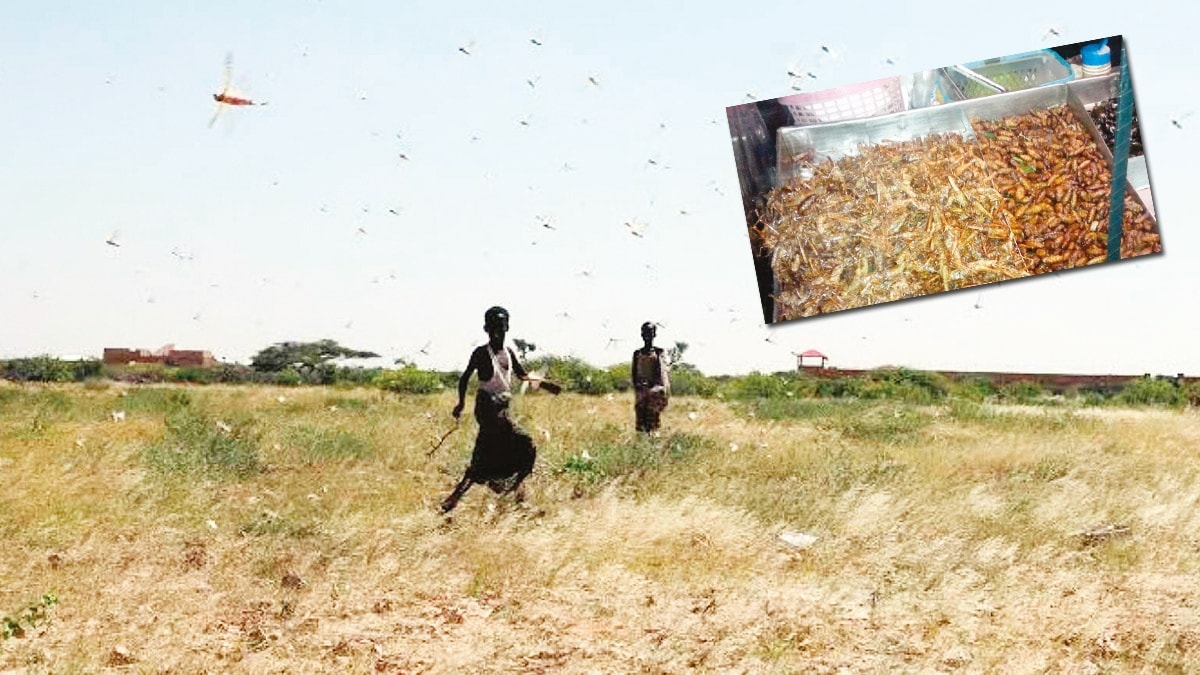 ekirgeleri yiyerek savayorlar