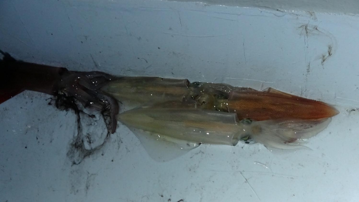 Bozcaada kalamar gelir kaps oldu