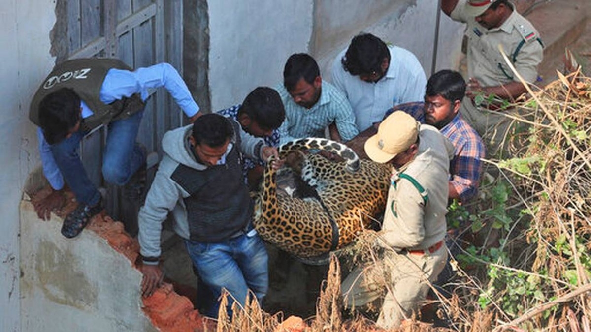 Hindistan'da eve giren leopar panie yol at