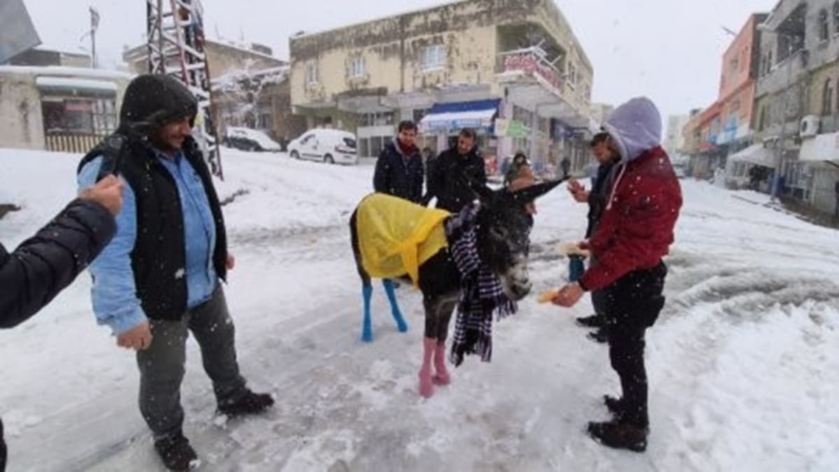 Donmaktan kurtardklar eei giydirdiler 