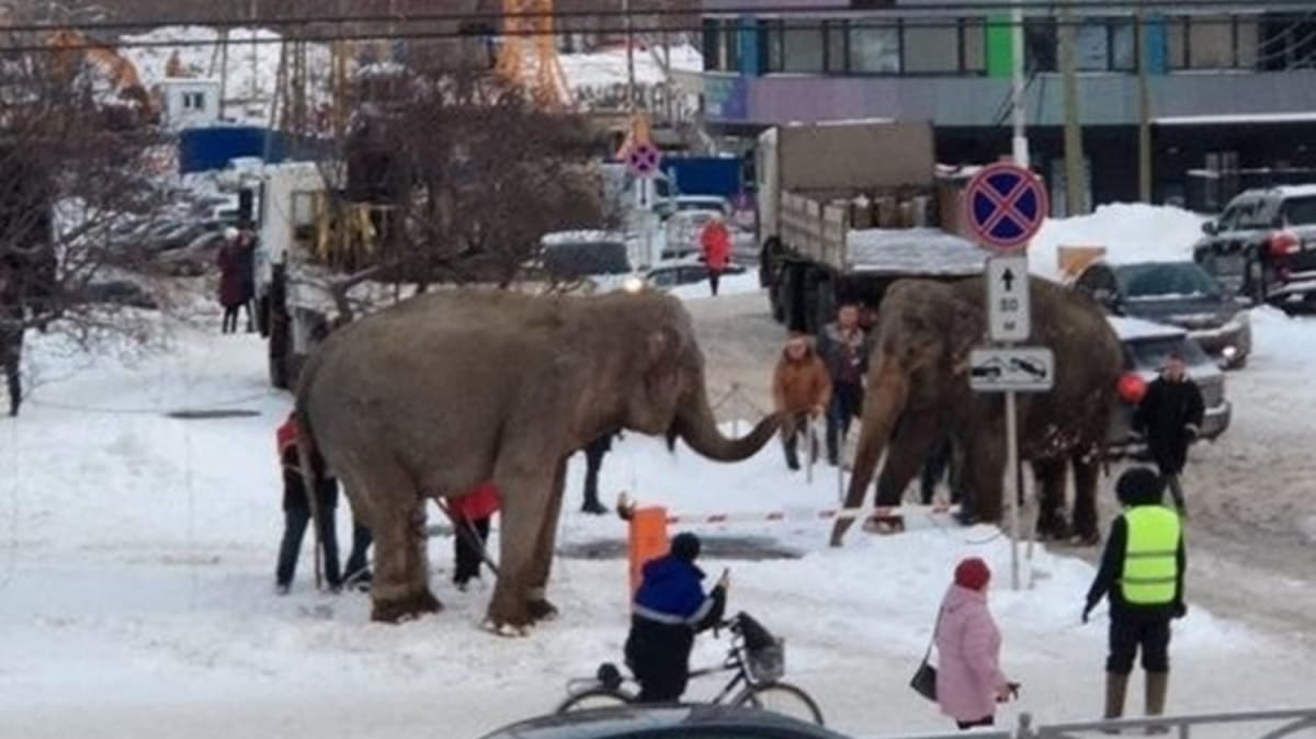 Rusyada sirkten kaan filler ortal birbirine katt 