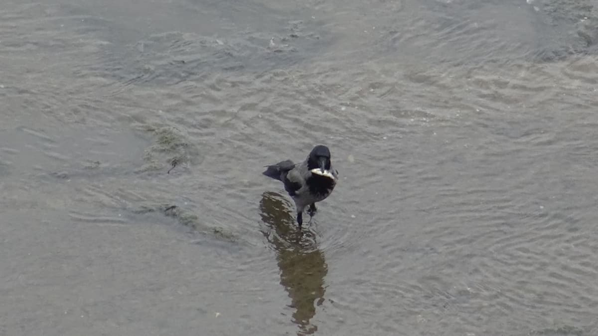 Uyank kargalarn balk av 