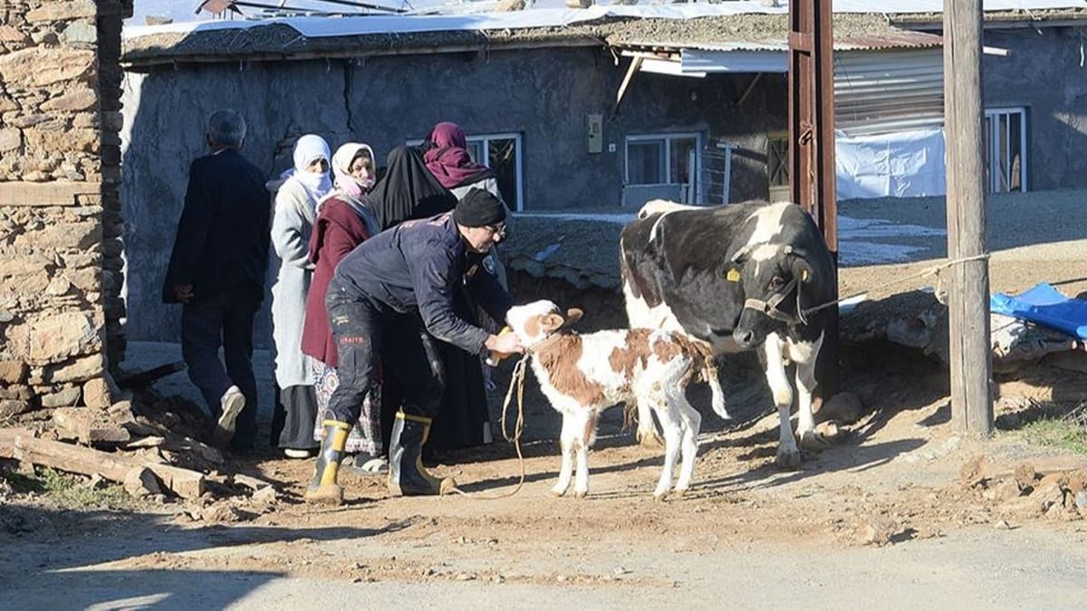 Depremde hayvanlar telef olan vatandalara hayvan ve yem destei