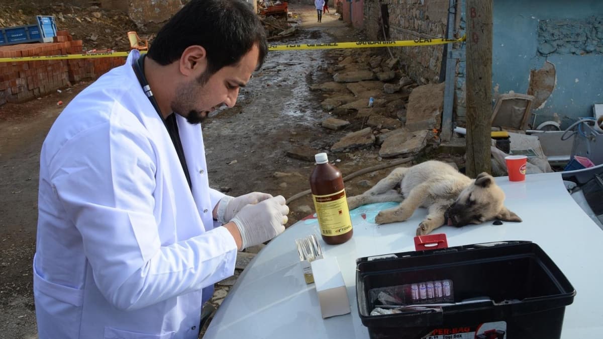 Malatya'da gnll veterinerler depremden etkilenen hayvanlar tedavi etti