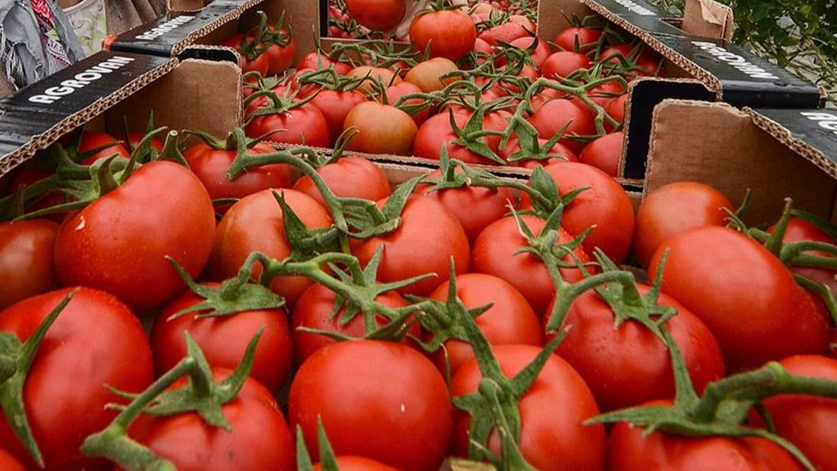 Rusya'ya domates ihracat 2019'da yzde 186 artt 
