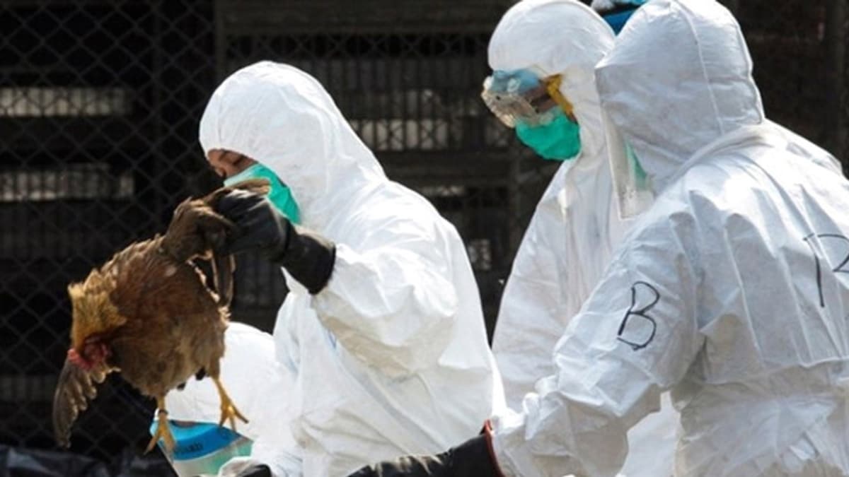 Danimarka'da ku gribi vakas