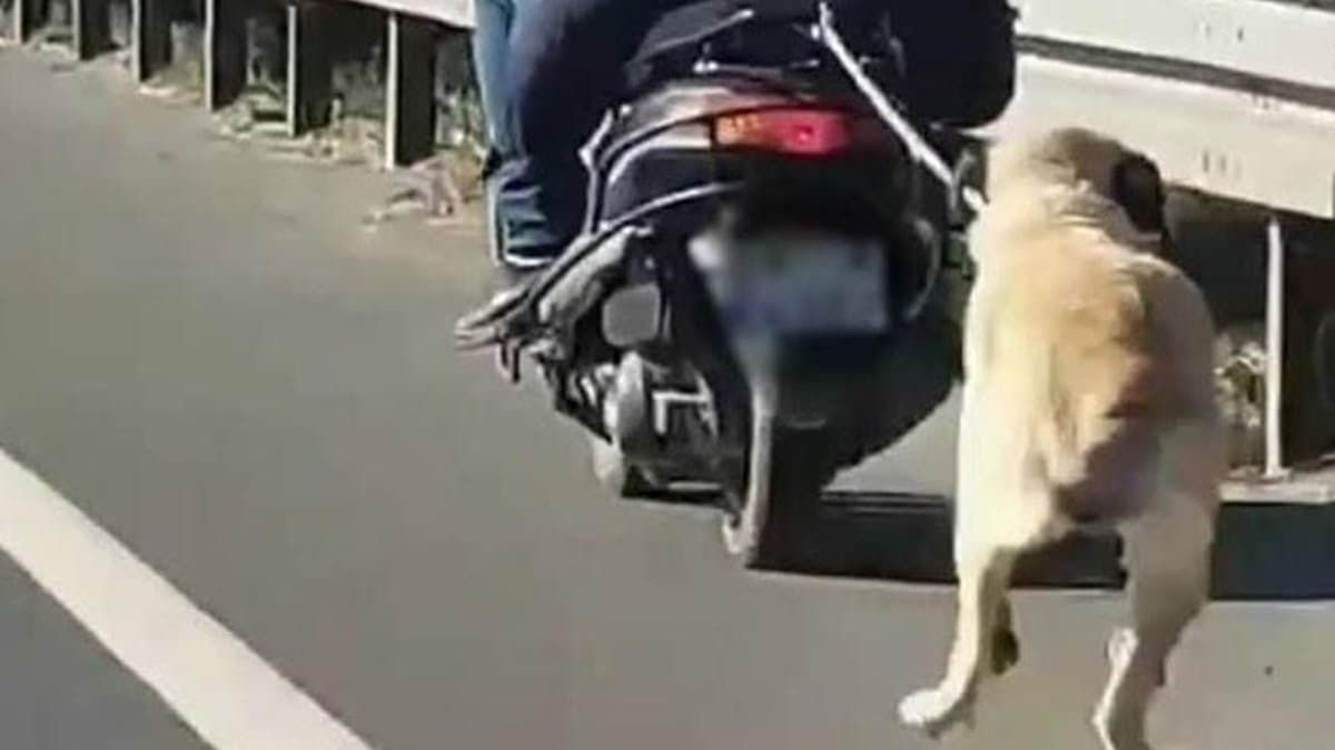 Motosikletle srklenen kpek lmek zereyken bulundu