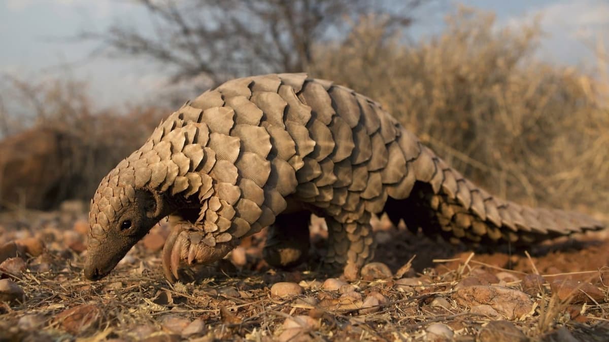 Koronavirs iin pangolin iddias!