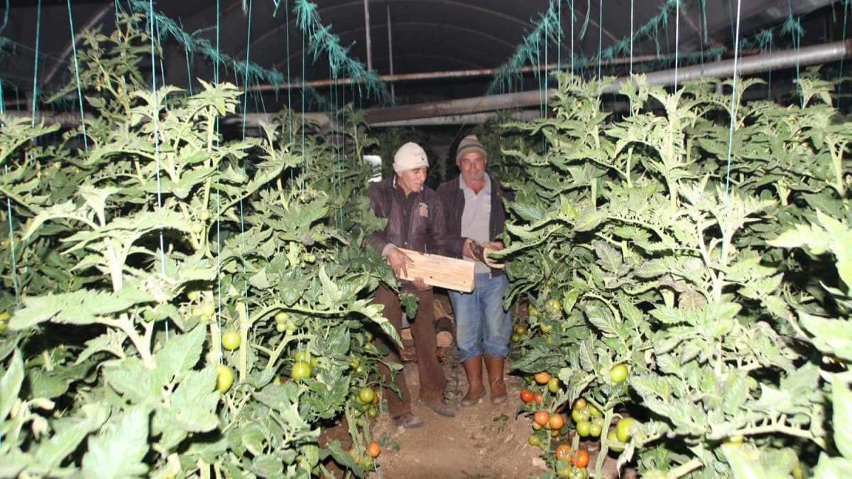 Antalya'da seralarda ''zirai don'' nbeti
