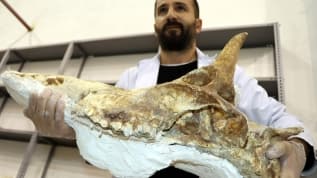 Kazda bulunan 7,5 milyon yllk zrafa kafatas temizleniyor