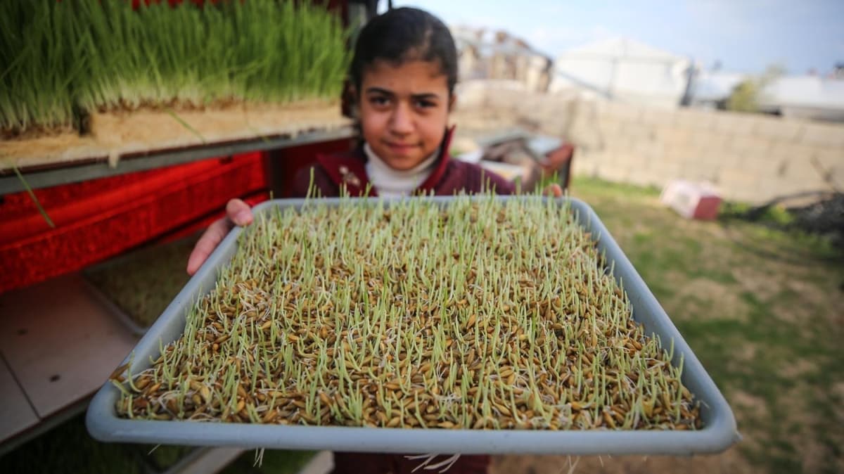 Filistinli aile Gazze eridi'nde topraksz tarmla arpa retiyor