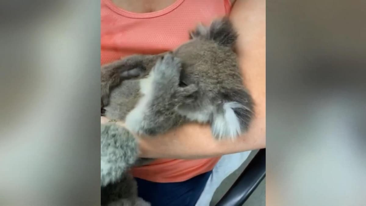 ksz koala, oyuncak ayy annesi zannetti