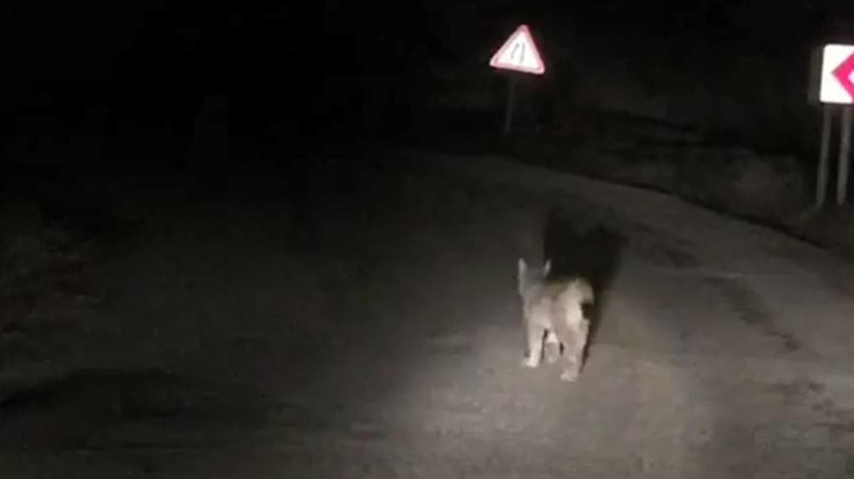 Nesli tkenmekte olan vaa grntledi