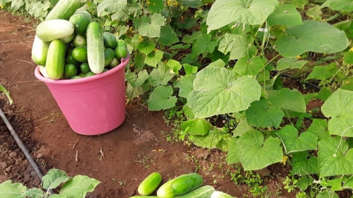Gine'de TKA'nn kurduu eitim seras ilk mahsullerini verdi 