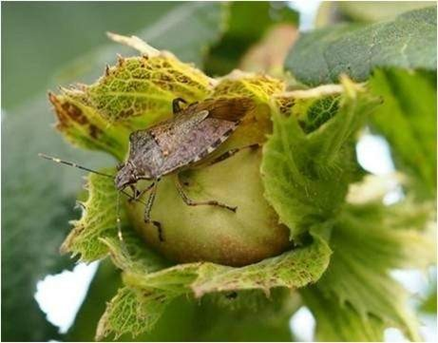 Kahverengi Kokarca'' böceği özellikle fındık bahçelerini tehdit etmeye  devam ediyor